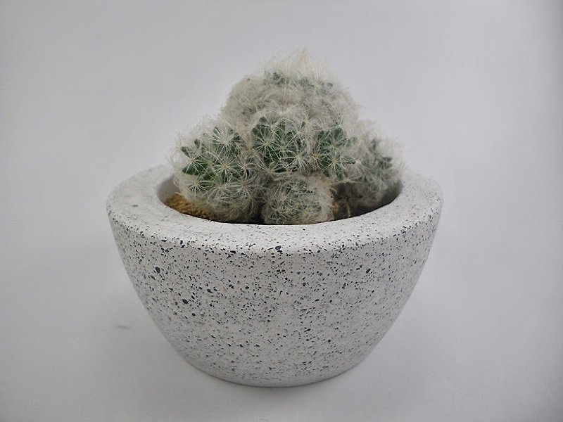 [Bowl potted - flower white] cement / cement pots / cement potted / Cement planting / cement basin unit (.. No plant rock soil) - Plants - Cement White