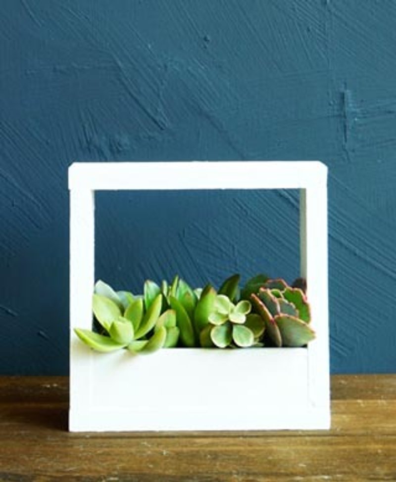 Succulents wooden box wooden frame potted series - Plants - Plants & Flowers White