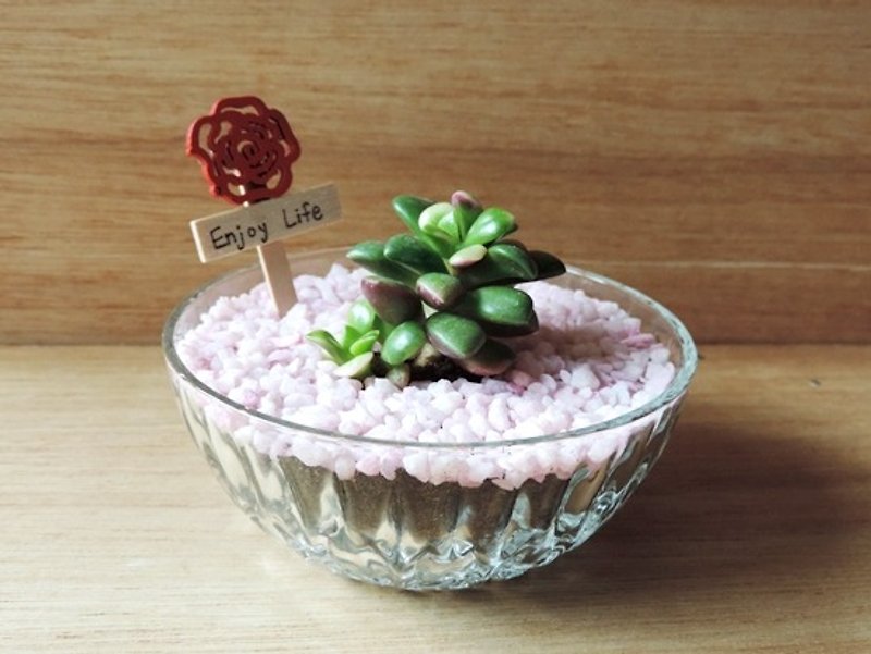 Treatment and education system ‧ ‧ succulents cherry dessert Fubuki - ตกแต่งต้นไม้ - พืช/ดอกไม้ 