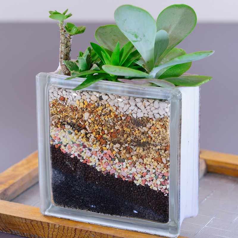 Glass brick shape meaty combination - Plants - Glass Green