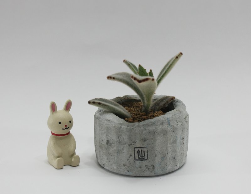 多肉植物小盆栽-清新，我懂你的美好 - 盆栽/植栽 - 植物．花 灰色