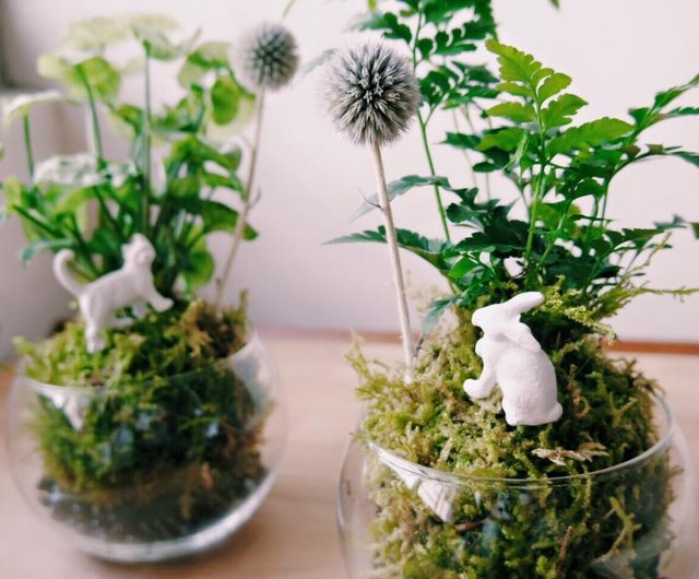 Medium Moss Ball – Kayla's Houseplant Haven