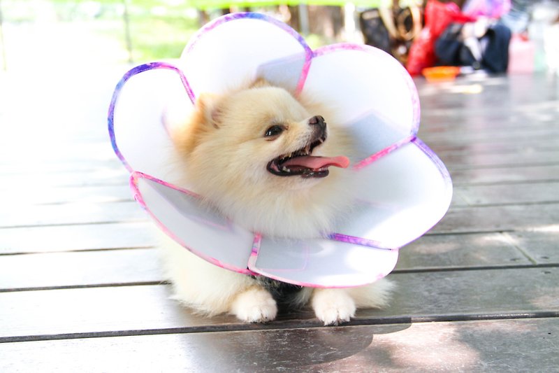 Petals Flowers pet anti-licking medical headgear [board] (Size XS)**Taiwan's new patented design** - Other - Plastic 