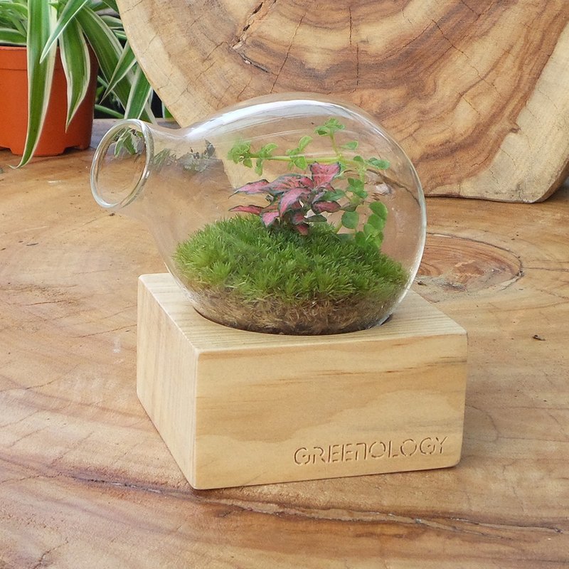 Greenology 木底座梨形玻璃花器 - 盆栽/植栽 - 玻璃 咖啡色
