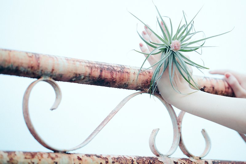 ◥ limited variety - large pink cotton candy: Tillandsia Cotton Candy Tillandsia x driftwood / small tree planting combination - Plants - Plants & Flowers Green