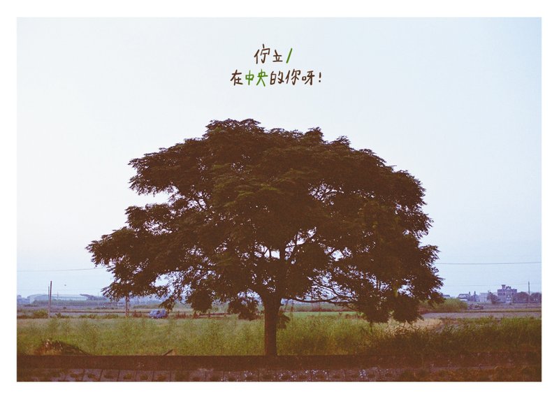 中央的你 /Magai's postcard - 卡片/明信片 - 紙 綠色