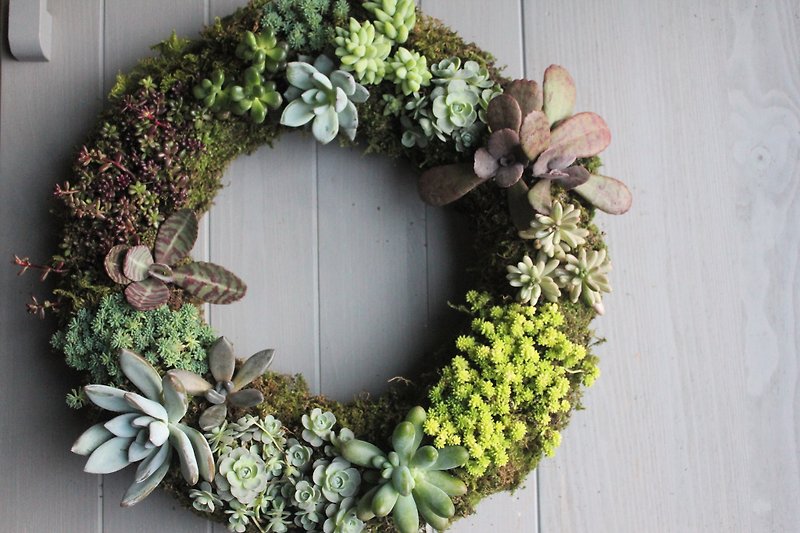 succulent wreath - Plants - Plants & Flowers Green