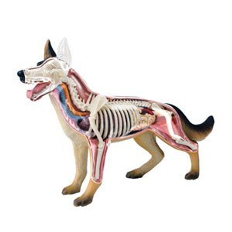 4D組合模型-動物系列-德國牧羊犬 - 裝飾/擺設  - 塑膠 