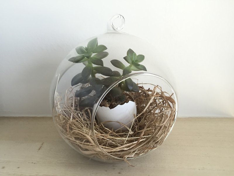 [Pure natural] born nest succulents eggshell glass ball glass pot birthday gifts was smaller egg potted Spa - ตกแต่งต้นไม้ - แก้ว สีเขียว