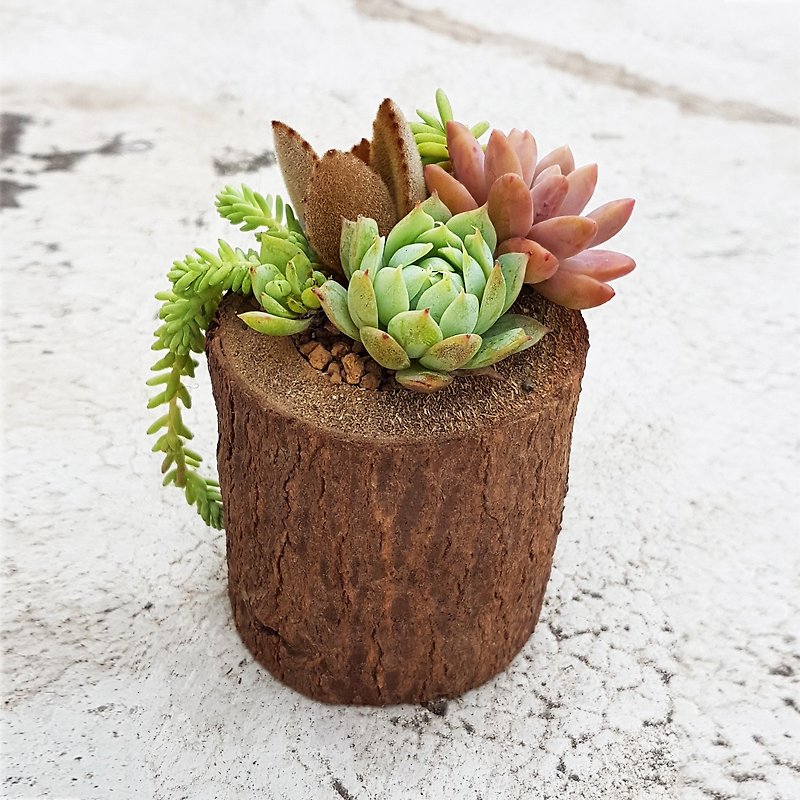 Natural vintage wooden cans 【S】+ 4 Succulents - ตกแต่งต้นไม้ - วัสดุกันนำ้ 