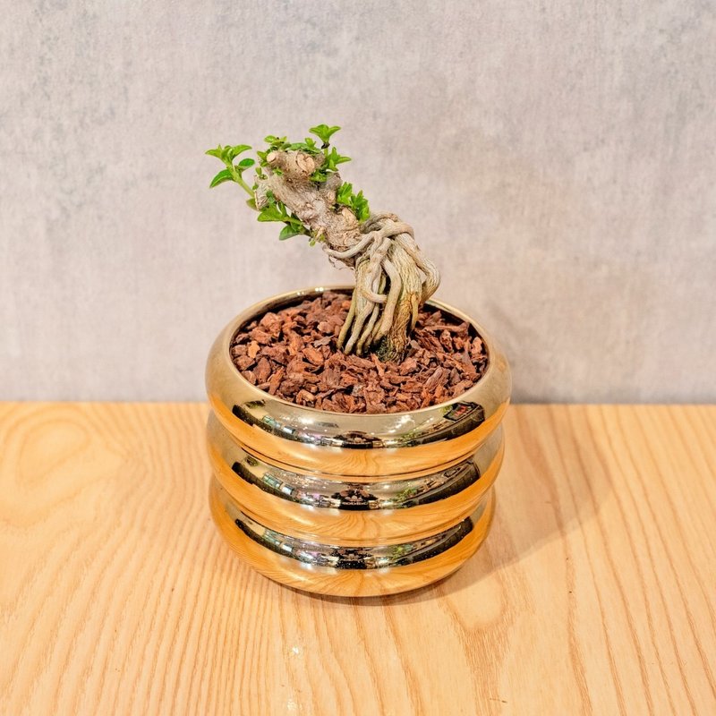 壽娘子小盆栽 金色凸圆形盆器 桌上型室內植物推薦 巧繪網植物館 - 盆栽/植栽 - 植物．花 
