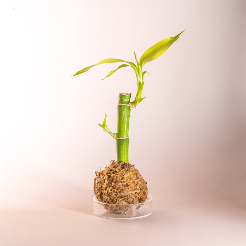 苔球與觀葉植物 - 盆栽/植栽 - 植物．花 綠色