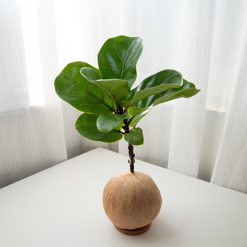 琴葉榕 手作植栽苔球 - 盆栽/植栽 - 植物．花 