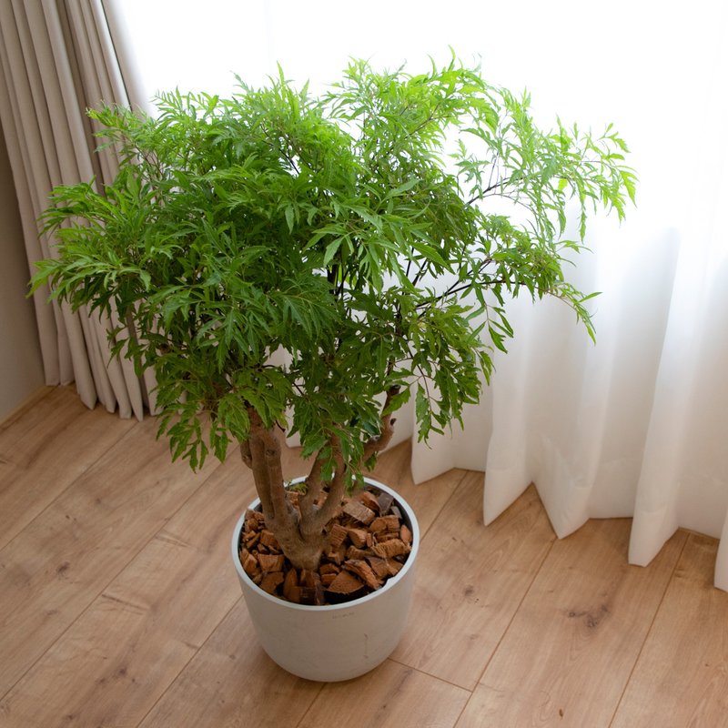 【室內盆栽】福祿桐盆栽(中) 開幕盆栽 盆栽送禮 升遷送禮 - 植栽/盆栽 - 植物．花 綠色
