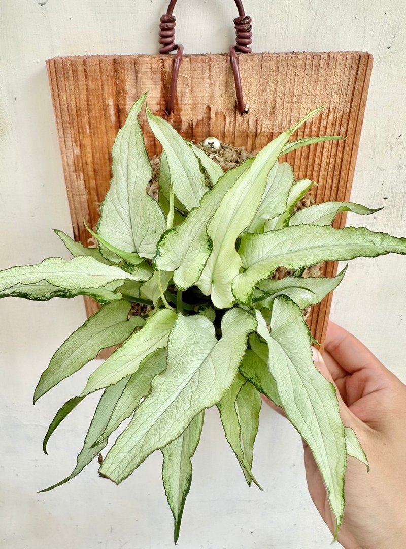 【銀狐合果芋】植物上板 開幕 生日禮物 觀葉植物 室內植物 - 盆栽/植栽 - 植物．花 