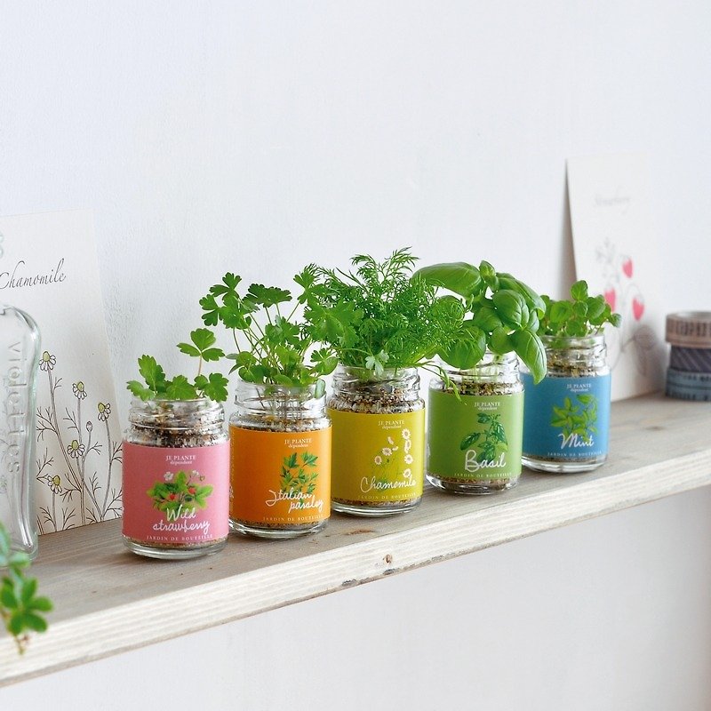 [Welfare products cleared] KITCHEN BOTTLE Cute Grocery Planting Pot / Seasoning Pot - Plants - Glass Multicolor