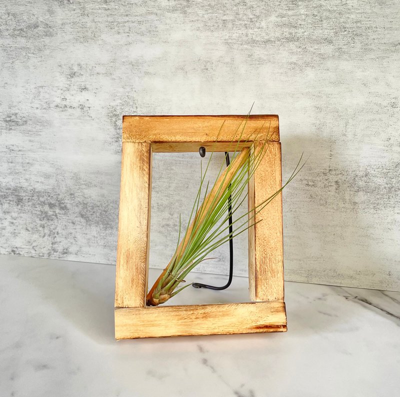 【Pine】Jane | Air pineapple. Air Tillandsia | Graduation Gift - Plants - Wood Brown