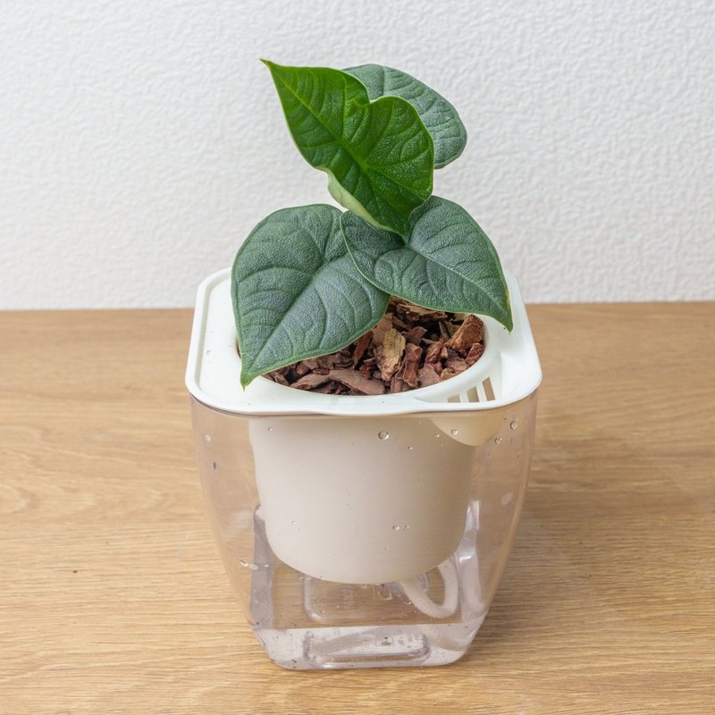 犀牛皮觀音蓮  免澆水方形盆栽 室內植物 觀葉植物 禮物 盆栽 - 盆栽/植栽 - 植物．花 