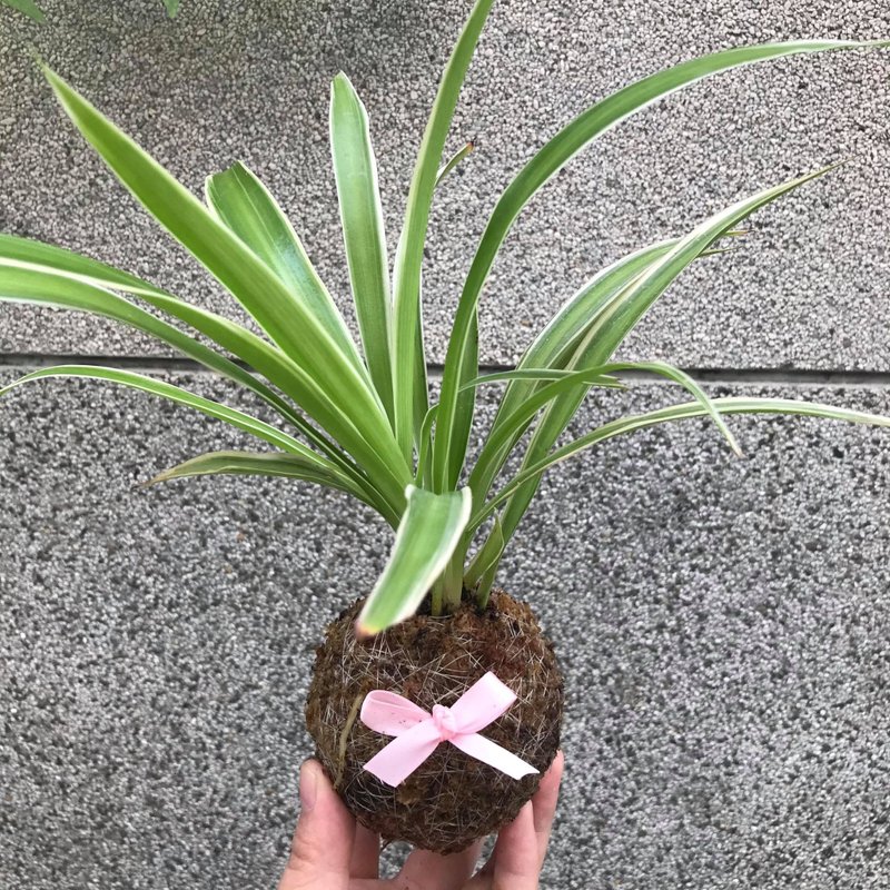 白邊吊蘭手作苔球 - 盆栽/植栽 - 植物．花 綠色