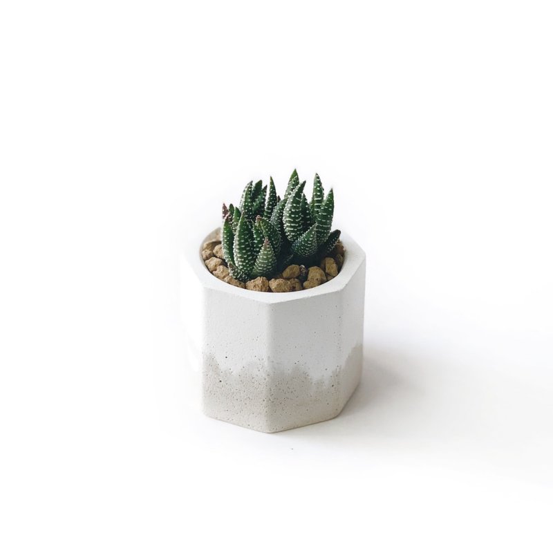 (In stock) Milk tea series | Eagle claw small octagonal two-color Cement cactus planting - Plants - Plants & Flowers Khaki