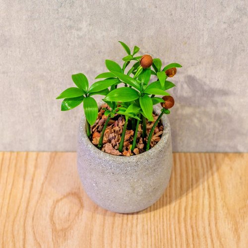 巧繪網植物館 竹柏 桌上型水泥盆栽 觀葉植物 禮物 盆栽 交換禮物 植物