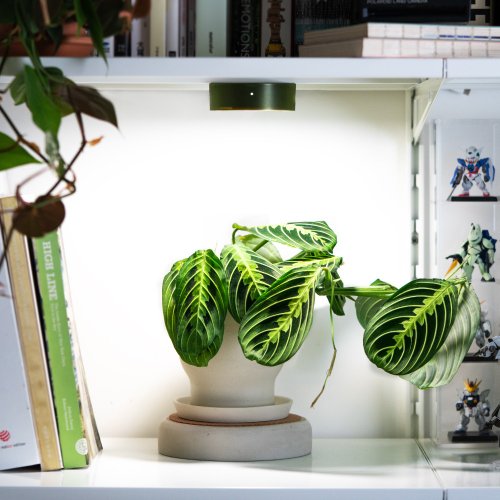 ONF Light 光之間 ONF MIST O 植霧光 綠 全光譜LED磁吸植物燈 植栽 室內植物