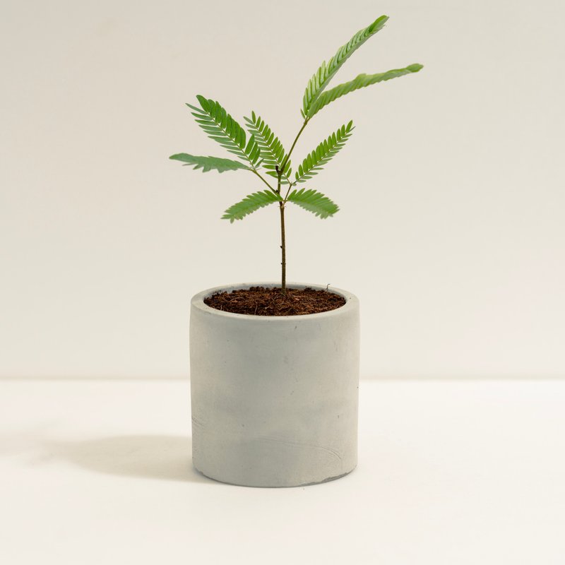 Adzuki Bean Tree│Clay Work Series│Fortune Planted - ตกแต่งต้นไม้ - ปูน สีเขียว