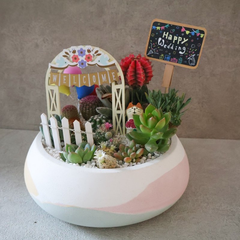 Memory Box• Cement Planting/Opening Ceremony/Promotion Gift/Succulents/Foliage Plants - Plants - Cement Multicolor