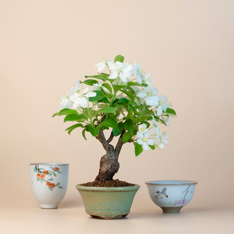【日本植物】姬蘋果 小品盆栽 花果盆栽 - 植栽/盆栽 - 植物．花 