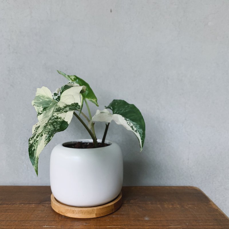 斑葉合果芋 Syngonium podophyllum 'Variegatum' - 盆栽/植栽 - 陶 白色