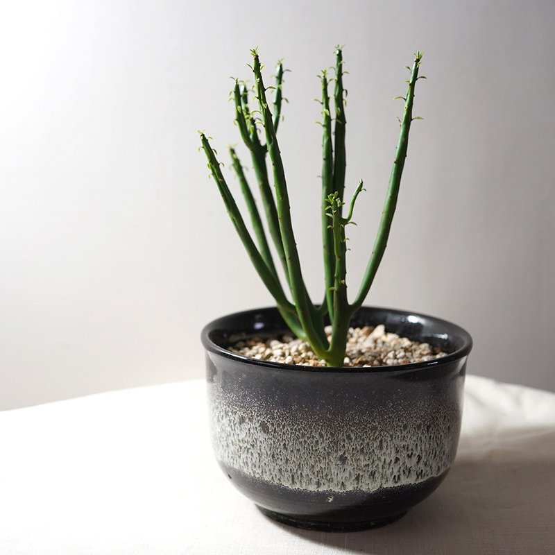 【竒植花物】珊瑚大戟  室內觀賞植物 綠化盆栽植栽 多肉盆栽 - 植栽/盆栽 - 植物．花 