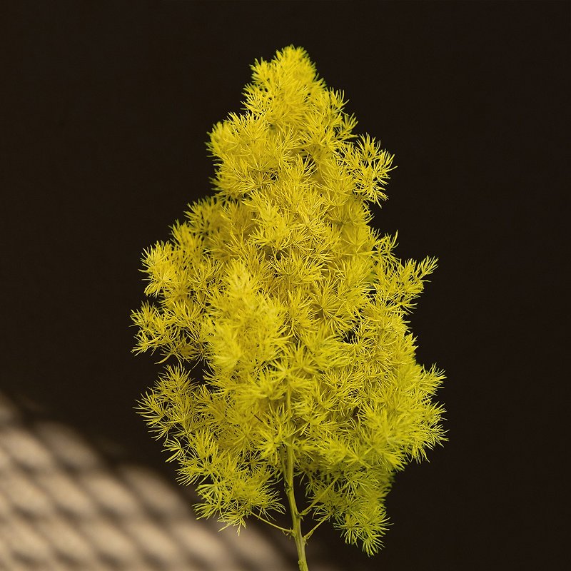 蓬萊松 壽松 延色草系列 Y06黃金檸檬 植色木木 乾燥 永生 人造 - 乾燥花/永生花 - 植物．花 黃色