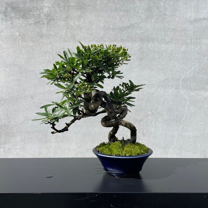 小品盆栽-露根狀元紅 盆景 送禮 - 植栽/盆栽 - 植物．花 