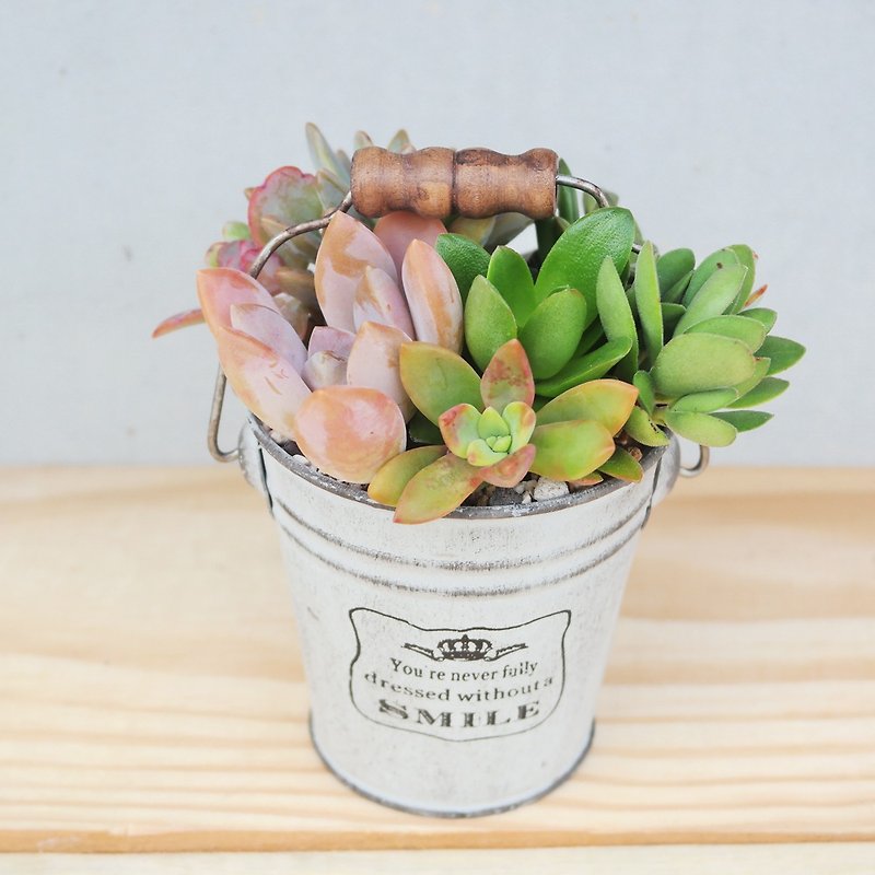 [Doudou Succulents] Housewarming│Gifts│Promotion│Succulent Plants│-Country Retro Iron Bucket Set - ตกแต่งต้นไม้ - พืช/ดอกไม้ 