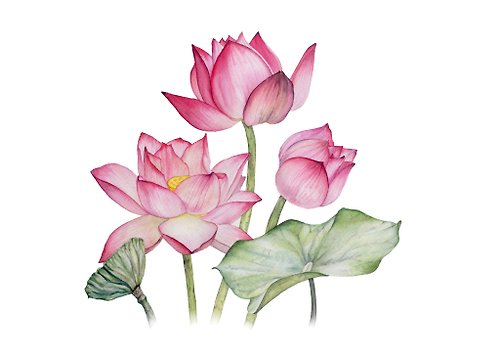 Inspiration Flower lotus watercolor