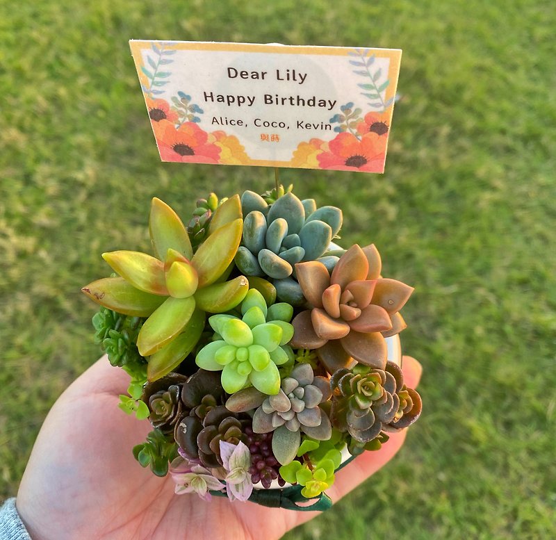 Customized cards/safe delivery/succulent potted plants/ Cement pots/birthday and Valentine’s Day flowers - ตกแต่งต้นไม้ - พืช/ดอกไม้ สีเขียว
