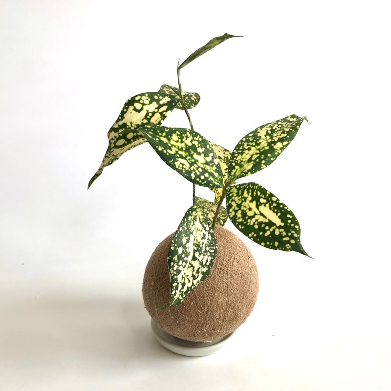 星點木 手作植栽苔球 - 盆栽/植栽 - 植物．花 