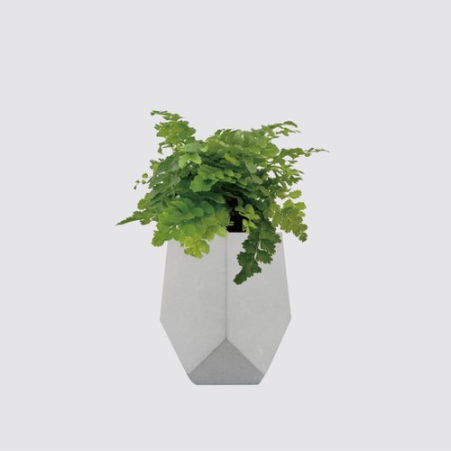 森多 水耕植研所 │ 水泥系列 │ 澎湖蕨 - 空氣淨化 防水清水模 泥作 水耕盆栽