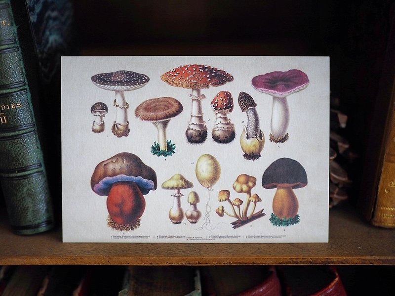 1900年英國植物/蕈菇類圖鑑系列 復刻版明信片 E款 - 心意卡/卡片 - 紙 