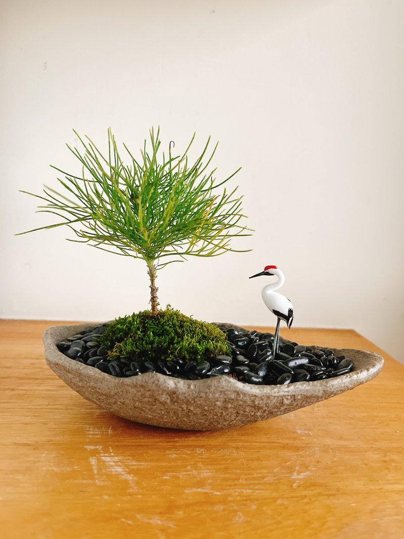 純自然 日式盆栽 禪 小樹 盆栽 仙鶴 金龜 送禮 zen - 盆栽/植栽 - 植物．花 綠色