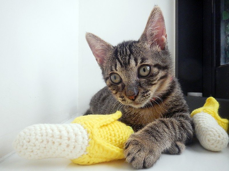 Knitted yarn cat grass toy cat toy catnip banana - ของเล่นสัตว์ - วัสดุอื่นๆ สีเหลือง