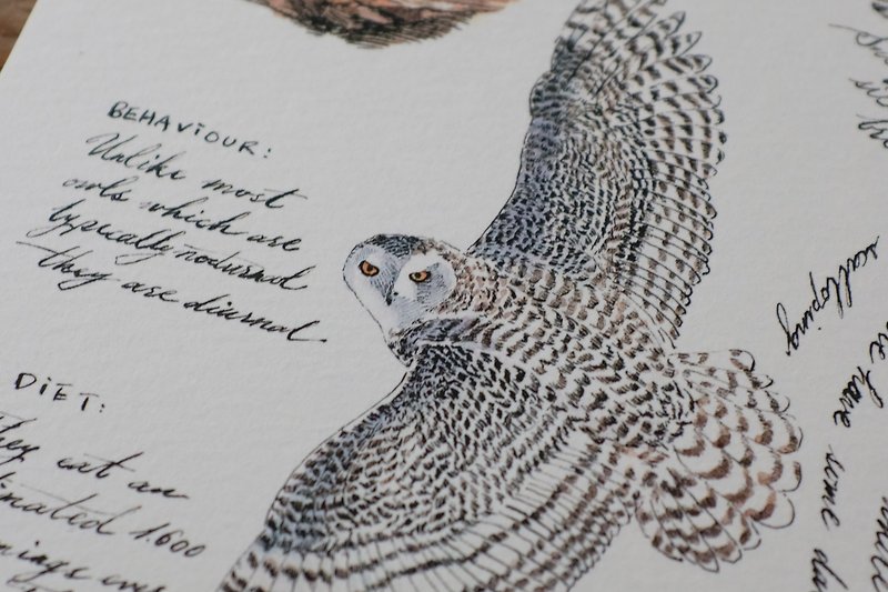 Wild Animal Series Card-Snowy Owl - การ์ด/โปสการ์ด - กระดาษ 
