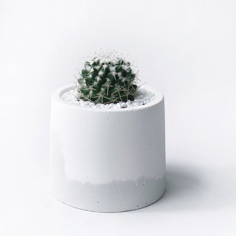 (預購) 白灰漸層系列 | 白金剛 仙人掌 圓形水泥仙人掌植栽 - 盆栽/植栽 - 植物．花 灰色