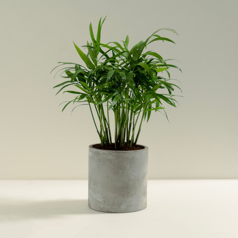 Pocket Coconut│Mud Work Series│Fortune Planted - Plants - Cement Green