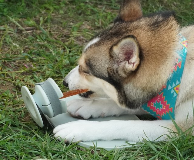 CHEWDEN dog treat holder helps prevent choking, contains messes