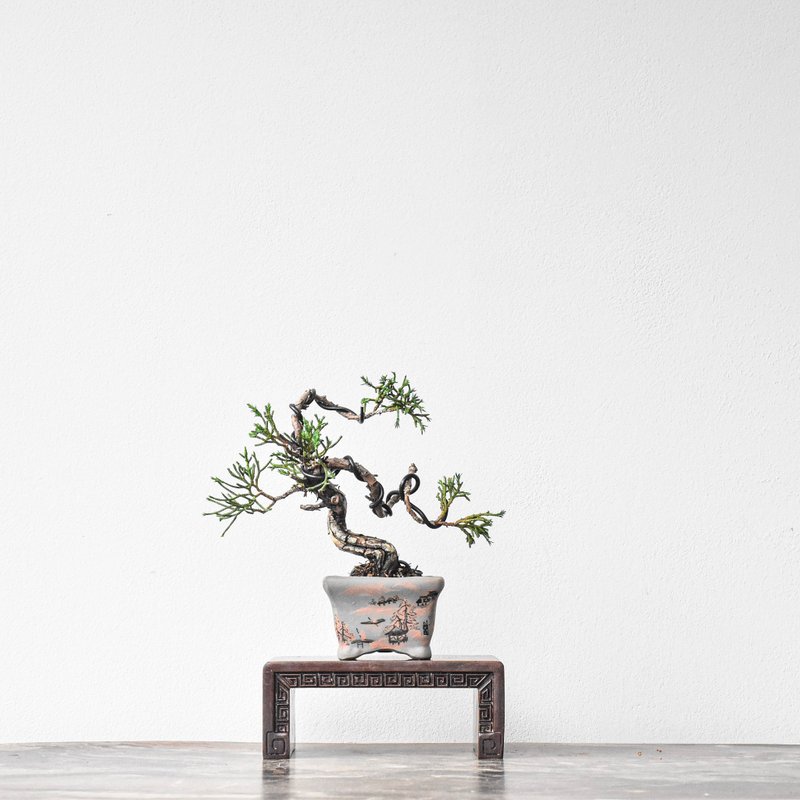 Juniper | Bonsai Planet HK - Plants - Plants & Flowers 