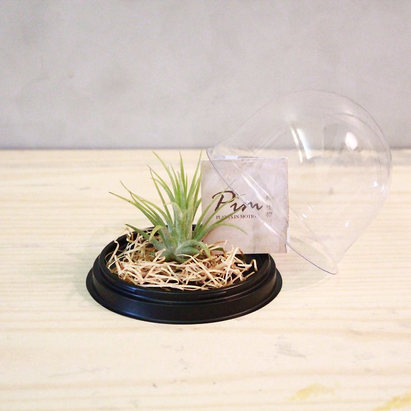 Air pineapple small gift box - wedding small things - activities gifts - the amount of price - Plants - Plants & Flowers Green