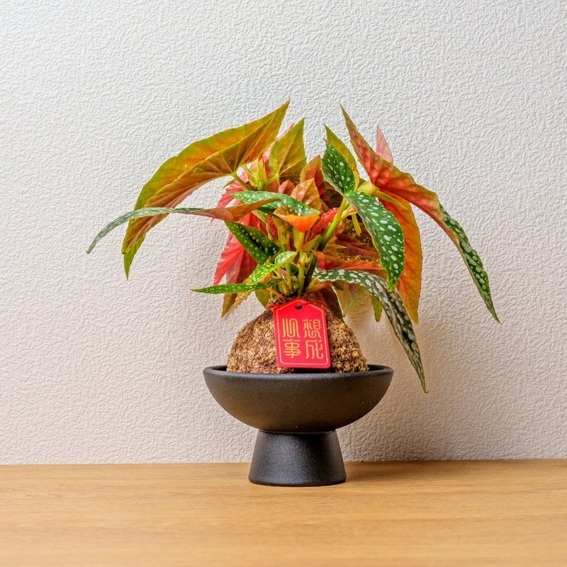 白冰秋海棠苔球 苔球植物 苔玉 室內植物 辦公室植物 交換禮物 - 盆栽/植栽 - 植物．花 綠色