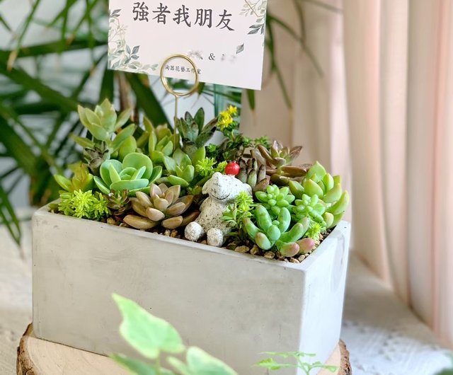 開店祝い・新築祝い・昇進祝いに】セメント製多肉植物の寄せ植え