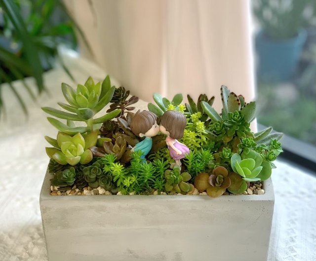 オープニングプレゼント】セメント多肉植物洗面器セット